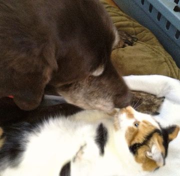 A large brown lab and a callico cat nuzzle each other